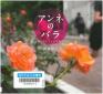 『アンネのバラ：４０年間つないできた平和のバトン（世の中への扉　社会）』